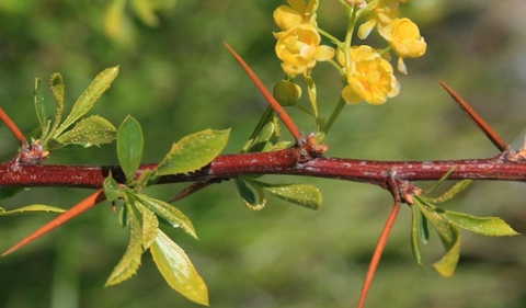 Cây Hoàng Liên Gai Công Dụng , Lợi Ích Đối Với SỨc Khoẻ