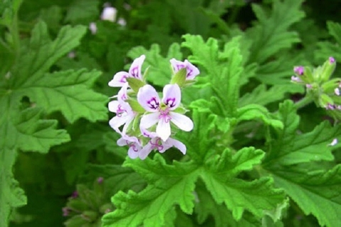 Cây Hương Diệp: Công Dụng Và Lợi Ích Sức Khỏe