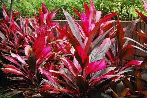 Cây Huyết Dụ : Hình Dạng , Đặc Điểm Công Dụng Trong Y Học Cổ Truyền