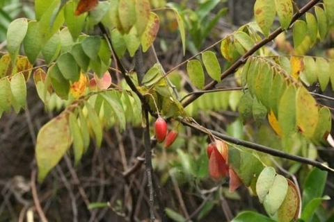 Tìm Hiểu Về Khế Rừng Công Dụng Và Lợi Ích Đối Với Sức Khoẻ