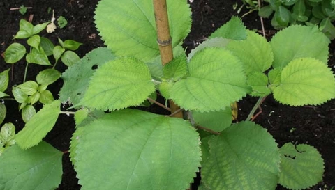 Cây Gai: Thảo Dược Quý Từ Thiên Nhiên , Bài Thuốc Chữa Bệnh