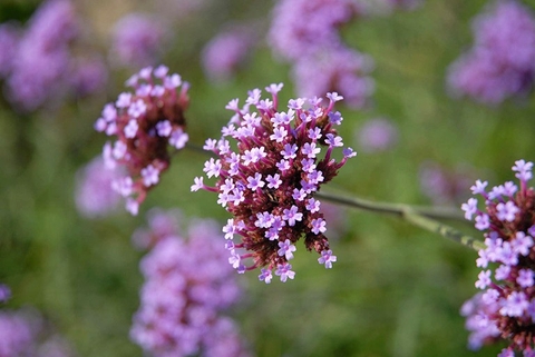 Cây Mã Tiên Thảo Và Các Lợi Ích Đối Với Sức Khỏe