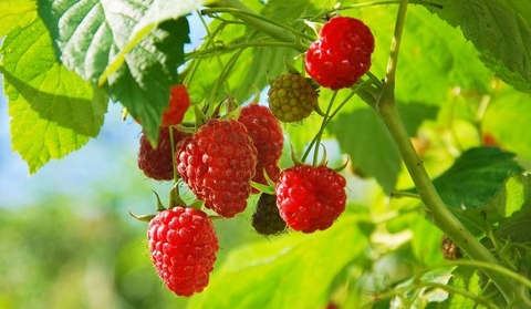 Công dụng và cách sử dụng cây mâm xôi trong Y học cổ truyền