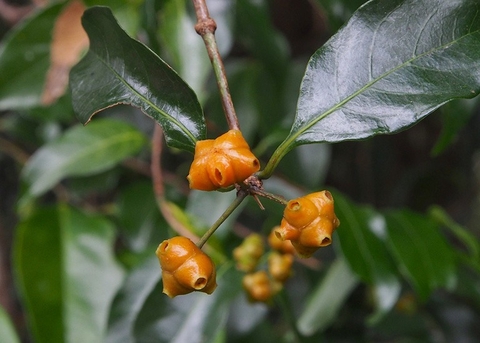 Cây Mặt Quỷ : Lợi Ích Đối Với Sức Khỏe