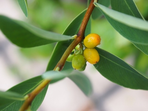 Không Lo Tiêu Chảy , Co Thắt Bụng Khi Có Cây Niệt Gió