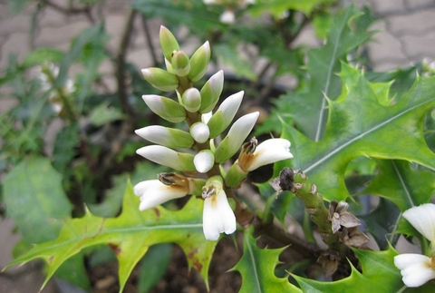 Những Công Dụng Bạn Chưa Biết Về Cây Ô Rô