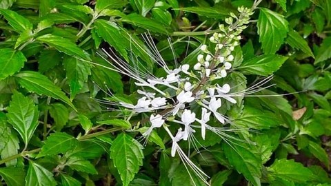 Công Dụng Và Lợi Ích Của Cây Râu Mèo Đối Với Sức Khoẻ