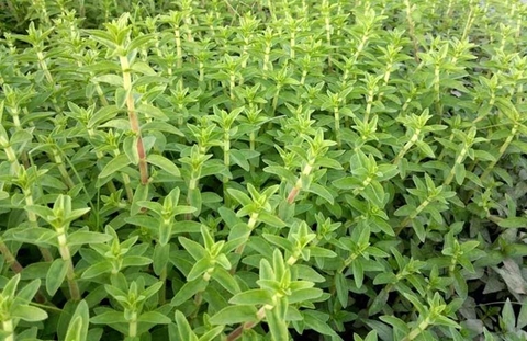 Rau Om Và Công Dụng Trong Y Học Cổ Truyền