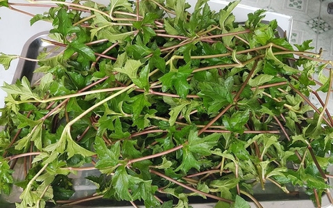 Sài Đất: Thảo Dược Quen Thuộc Giúp Làm Dịu Da và Giảm Viêm