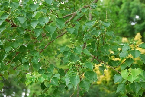 Cây Sòi : Những Lợi Ích Giúp lợi Tiểu , Giải Độc