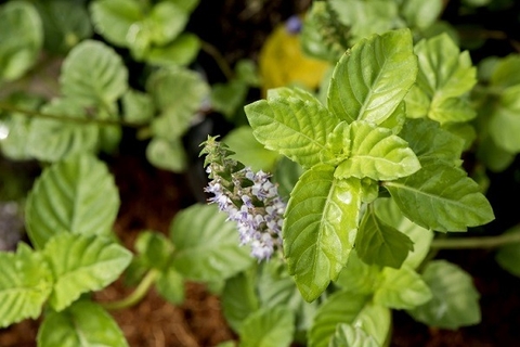 Tổng Quan Về Cây Xương Sáo Và Các Công Dụng Trong Y Học Cổ Truyền