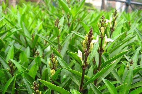 Cây Tần CỬu Công Dụng ,Lợi Ích Đối Với Sức Khoẻ