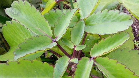 Trị Bỏng Khẩn Cấp Bằng Cây Thuốc Bỏng