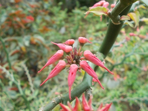 Mụn Nhọt , Lở Ngứa Cách Chữa Trị Tại Nhà Từ Cây Thuốc Dấu