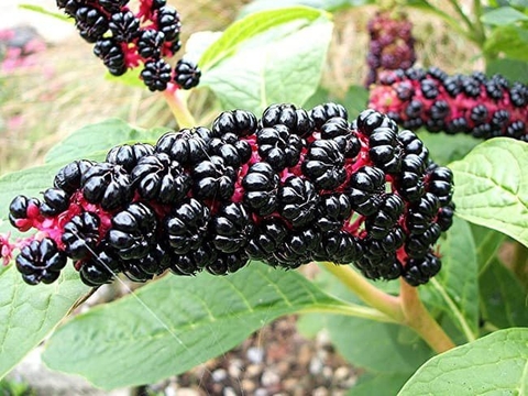 Công Dụng Lợi Ích Của Vị Thuốc Thương Lục Đối Với Sức Khoẻ