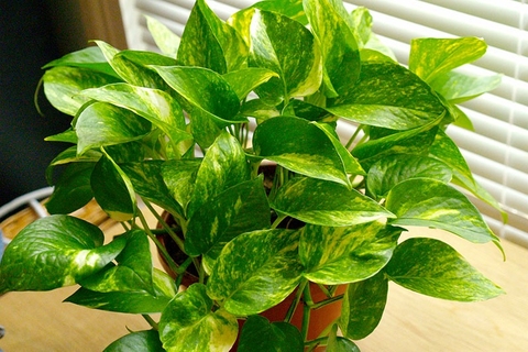 Lợi Ích Không Ngờ Từ Cây Vạn Niên Đối Với Sức Khoẻ