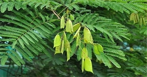 Chống Oxy Hóa và Bảo Vệ Tế Bào Giải Pháp Tự Nhiên Từ Cây Tô Mộc