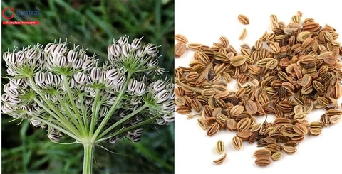 Cây Xà Sàng Tử: Dược Liệu Quý Giá Cho Sức Khỏe