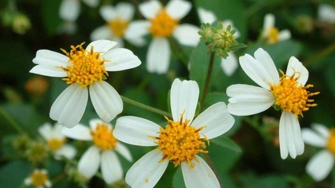 Cây Xuyến Chi và Những Lợi Ích Đối Với Sức Khỏe