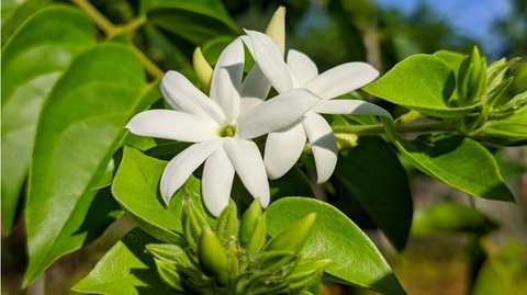 Cây Chè Văng Công Dụng ,Lợi Ích Đối Với Sức Khoẻ