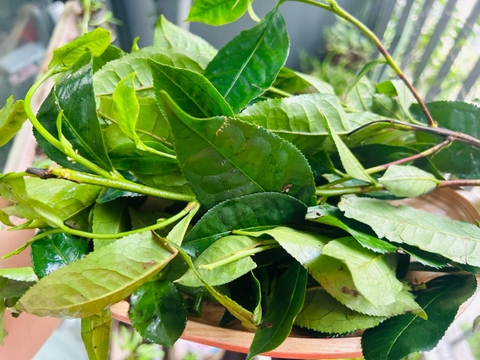 Giảm Nguy Cơ Đột Quỵ Cùng Thói Quen Sử Dụng Lá Chè