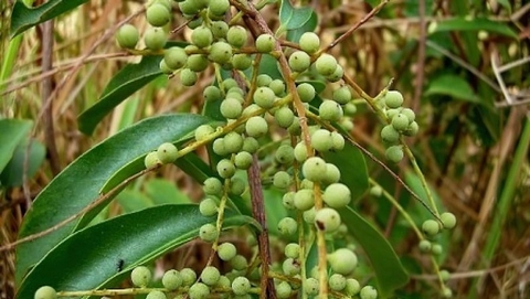 Công Dụng và Lợi Ích Đối Với Sức Khỏe Của Cây Thùn Mũn