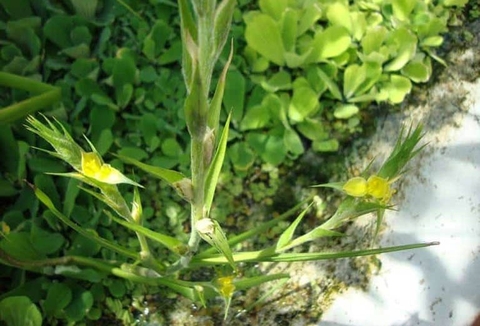 Cỏ Đuôi Lươn: Công Dụng và Lợi Ích Đối Với Sức Khỏe