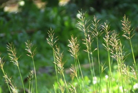 Cây Cỏ May Và Những Công Dụng Bất Ngờ Đối Với Sức Khoẻ