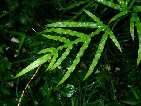 Cỏ Seo Gà Vị Thuốc Quý Có Nhiều Lợi Ích Đối Với Sức khoẻ