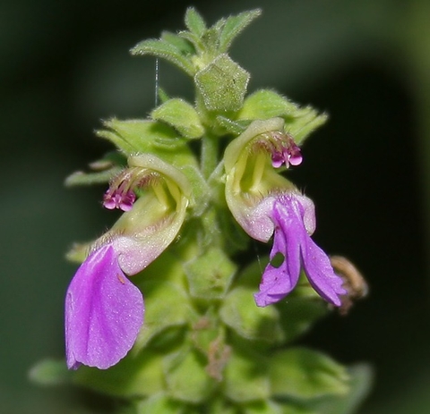 Tổng Quan Về Dược Liệu Cỏ Thiên Thảo Trong Y Học Cổ Truyền