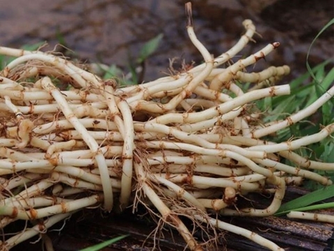 Gặp Vấn Đề Về Tiêu Hoá Dùng Ngay Cỏ Tranh Có Tại Vườn Nhà.