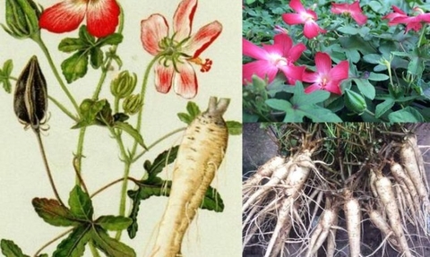 Bố Chính Sâm: Thảo Dược Chống Oxy Hóa và Bảo Vệ Tế Bào