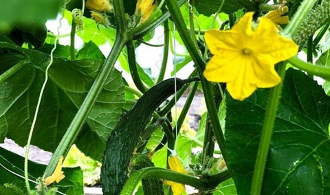 Tăng Chiều Cao Hiệu Quả Cho Các Bé Với Bí Đao , Các Mẹ Nên Biết !