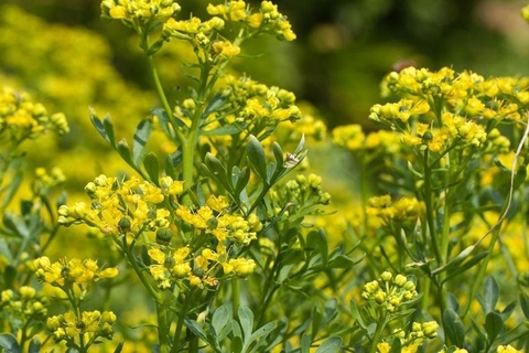 Cây cửu ly hương và lợi ích sức khỏe