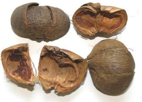 Vỏ Quả Cau (Đại Phúc Bì) Trong Y Học Cổ Truyền