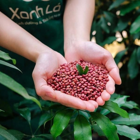 Tìm Hiểu Về Đậu Đỏ Nhỏ Và Công Dụng Trong Y Học Cổ Truyền