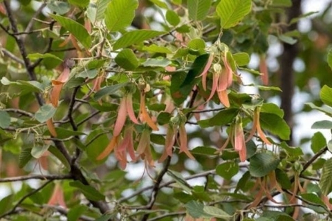 Chữa Trị Nấm Da Bằng  Dầu Rái Trắng Tự Nhiên An Toàn