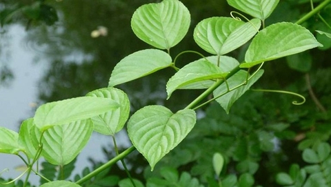 Cây Dây Gân (Dioscorea alata): Công Dụng Và Lợi Ích Sức Khỏe