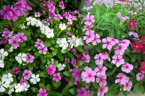 Cây Dừa Nước Là Gì , Công Dụng Và Lợi Ích Đối Với Sức Khoẻ