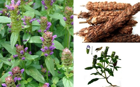 Cây Hạ Khô Thảo Trị Các Bệnh Da Liễu: Dược Liệu Quý Từ Thiên Nhiên