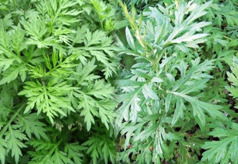 Tự Nhiên và An Thai: Rau Ngải Cứu - Lựa Chọn Tự Nhiên cho Phụ Nữ