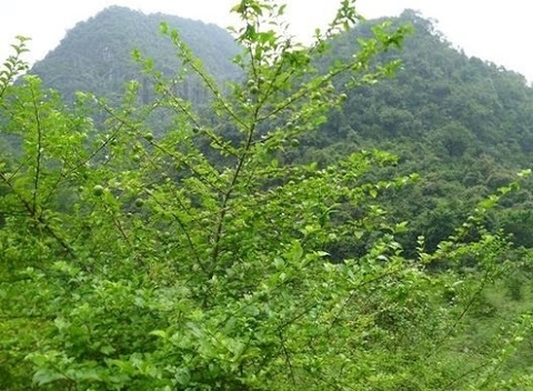 Cây Găng Tu Hú trong Y Học Cổ Truyền và Hiện Đại