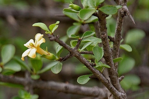 Cây Găng Tu Hú Công Dụng ,Lợi Ích Đối Với Sức Khoẻ