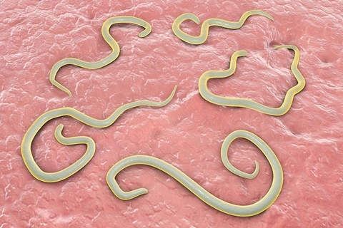 Tây Giun Kim Không Cần Dùng Thuốc Nhờ Cây Đơn Răng Cưa