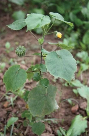 Nghiên Cứu Mới Nhất Về Lợi Ích Sức Khỏe Của Cây Cối Xay