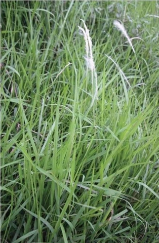 Nghiên cứu mới nhất về lợi ích sức khỏe của cỏ tranh