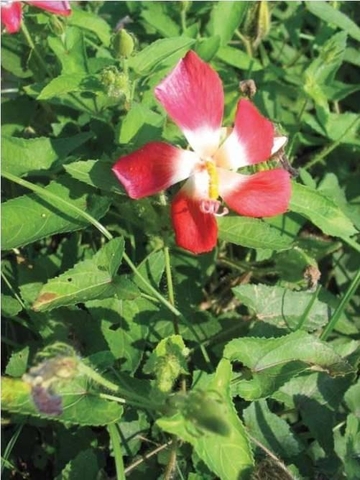 Bố Chính Sâm: Thảo Dược Quý Giá Cho Sức Khỏe