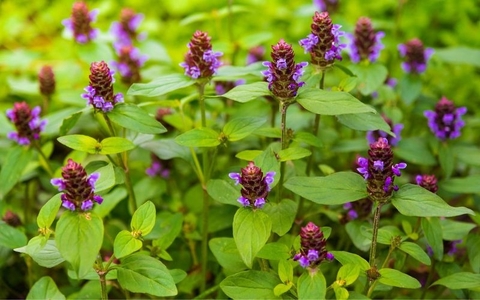 Cây Hạ Khô Thảo: Dược Liệu Quý Từ Thiên Nhiên