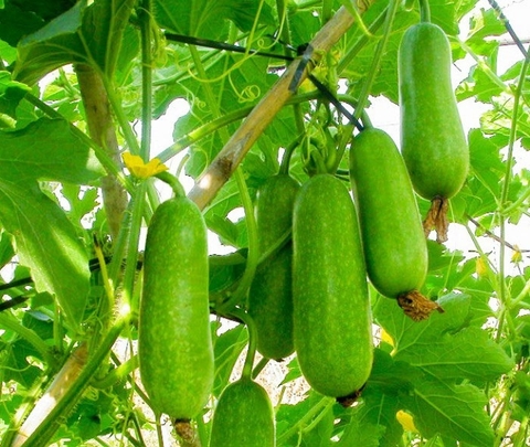 Hạn Chế Nguy Cơ Thừa Cân, Béo Phì Với Bí Đao Hàng Ngày