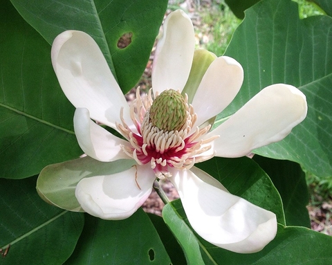 Tìm Hiểu Về Cây Hậu Phác Có Những Công Dụng Gì , Có Lợi Cho Sức Khoẻ Không